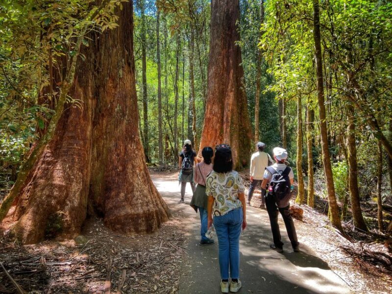 From Hobart: Mt. Field National Park and Russell Falls - A Detailed Look at the Tour Experience