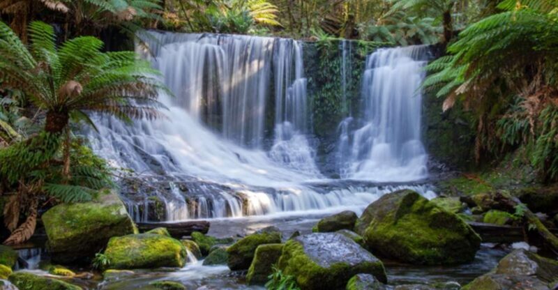 From Hobart: Mt. Field National Park and Russell Falls - Final Thoughts: Who Will Love This Tour?