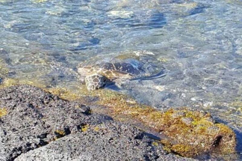 From Honolulu Harbor: Private Custom Tour on Oahu - FAQ