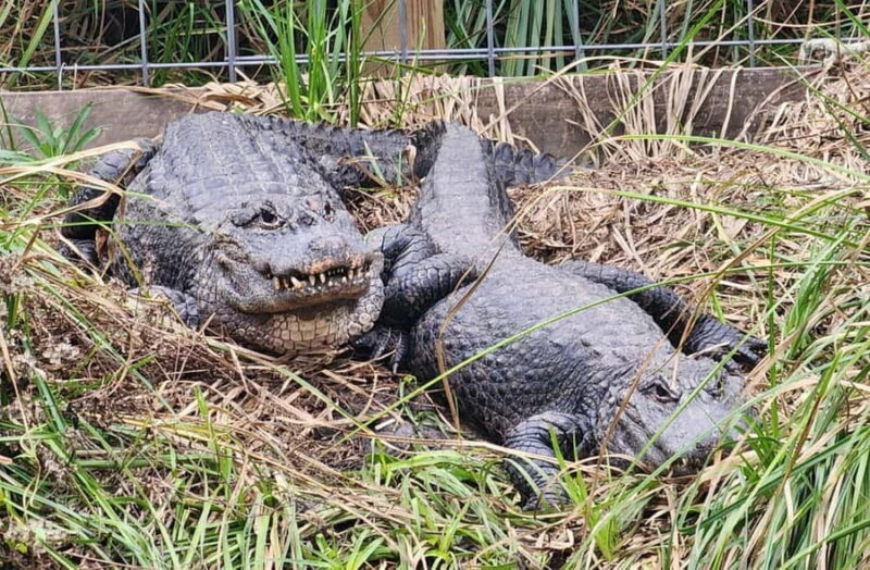 From Houston: Crocodile Encounter Entry Ticket - A Close-Up Look at Crocodile Encounter in Angleton