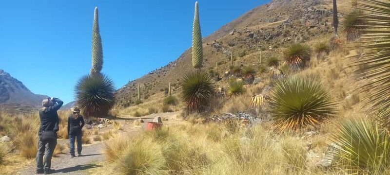 From Huaraz: Pastoruri Glacier and Puya Raymondi Day Trip - FAQ