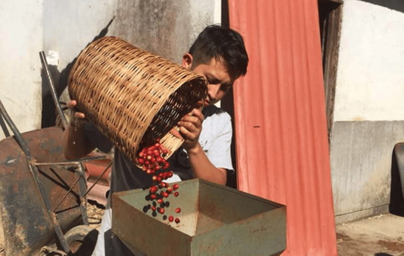 From Huatulco: Coffee and Mezcal Tour - A Detailed Look at the Huatulco Coffee and Mezcal Tour