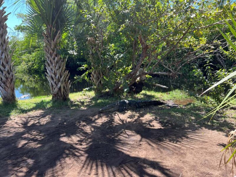 From Huatulco: Crocodiles and Turtles Eco Day-Tour - FAQ