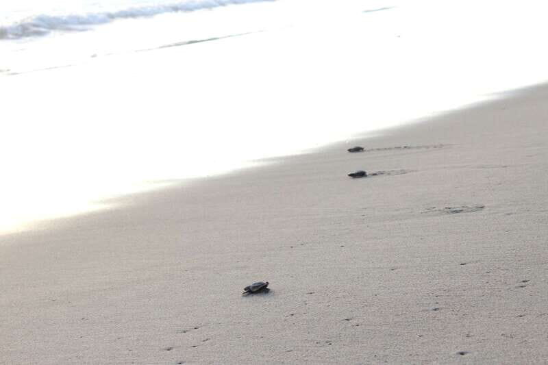 From Huatulco: Turtle Release & Bioluminescent Plankton - Discovering the Experience: A Detailed Look