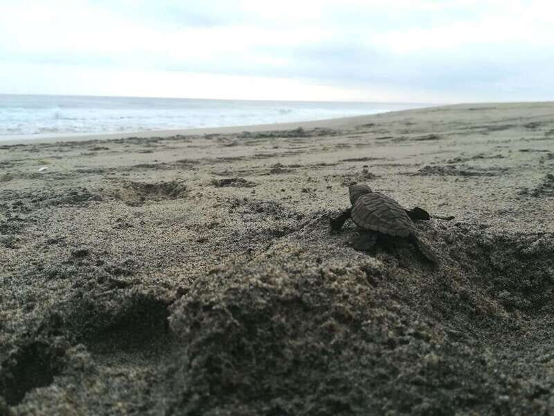 From Huatulco: Turtle Release & Bioluminescent Plankton - Final Thoughts: Is It Worth It?