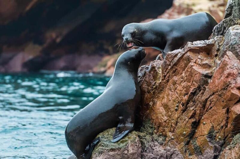 From Ica | 2-days tour of Ica- Huacachina and Paracas - FAQ