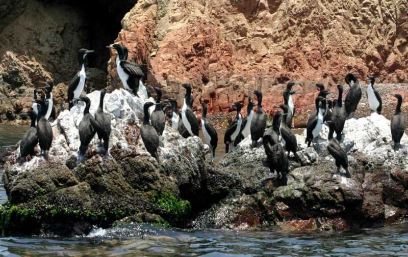 From Ica: Ballestas Islands and Paracas National Reserve - The Sum Up