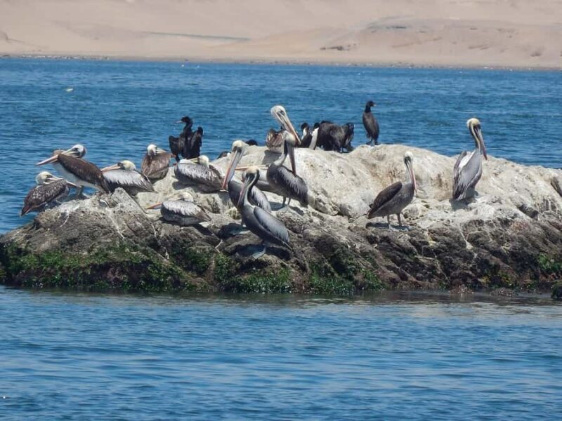 From Ica: Ballestas Islands + Paracas National Reserve - The Authenticity and Experience