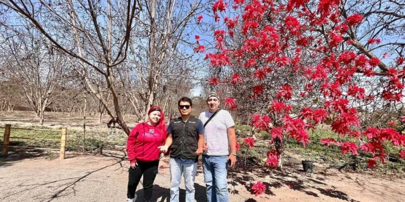 From Ica: Pisco and buggy excursion in Huacachina at sunset - Authenticity and Value