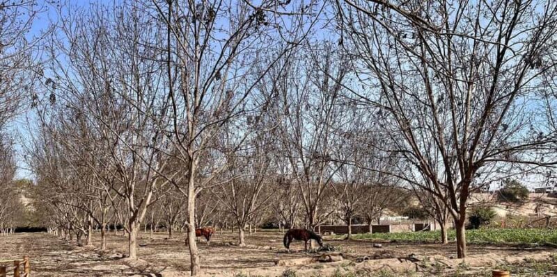From Ica: Pisco and buggy excursion in Huacachina at sunset - The Sum Up