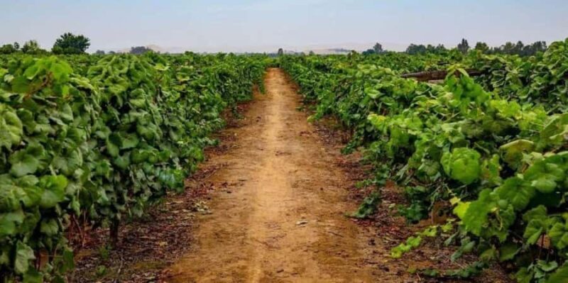 From Ica: Winery Tour - Along the Pisco Route - What We Think You’ll Love