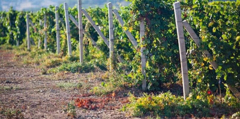 From Ica: Winery Tour - Along the Pisco Route - Practical Details and Tips