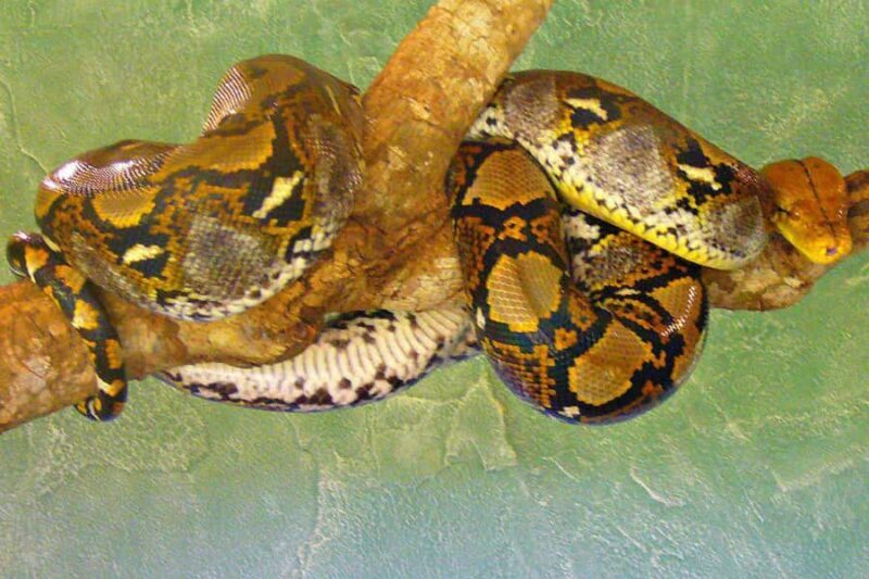 From Iguazú: Excursion to the Iguazú Biocenter - Who Should Consider This Tour?