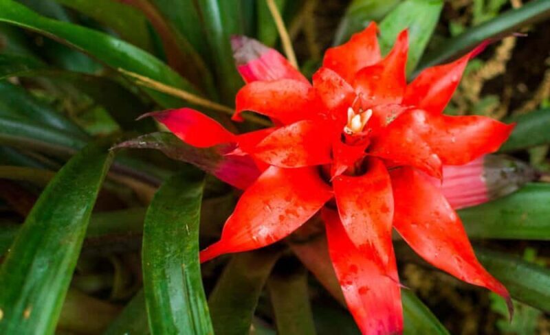 From Iguazú: Excursion to the Iguazú Biocenter - FAQs About the Iguazú Biocenter Tour