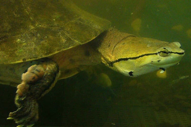 From Iguazú: Excursion to the Iguazú Biocenter - Final Thoughts