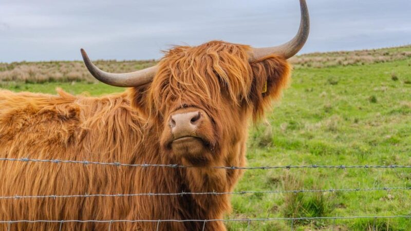 From Inverness: Cawdor Castle and Cairngorms National Park - Analyzing the Value