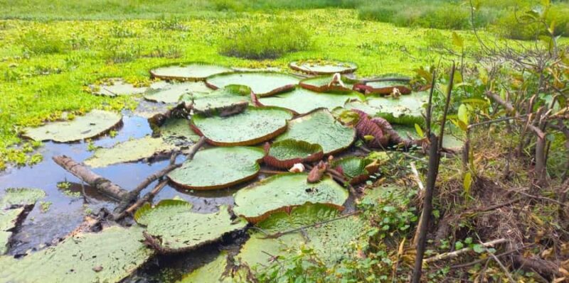 From Iquitos || 4-day tour of the northern Amazon || - Who Is This Tour Best For?