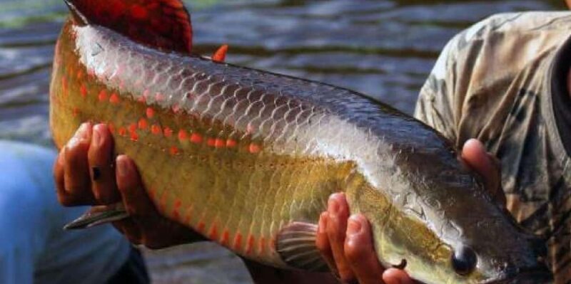 From Iquitos || 4-day tour of the northern Amazon || - Final Thoughts