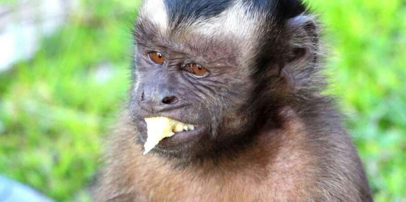 From Iquitos || 4-day tour of the northern Amazon || - FAQ