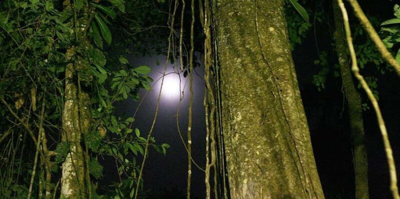 From Iquitos : 6 day Amazon Jungle Tour - From Iquitos: 6 Day Amazon Jungle Tour — A Deep Dive into Peru’s Tropical Wilderness