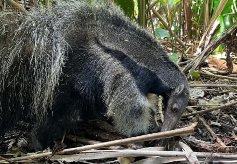 From Iquitos: 7-Day Amazon Jungle Adventure - What to Expect: Logistics & Comfort