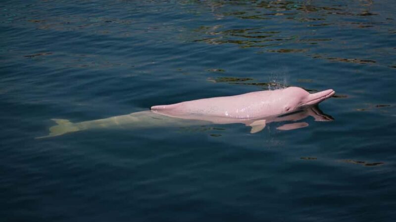 From Iquitos: 7-Day Amazon Jungle Adventure - Final Thoughts