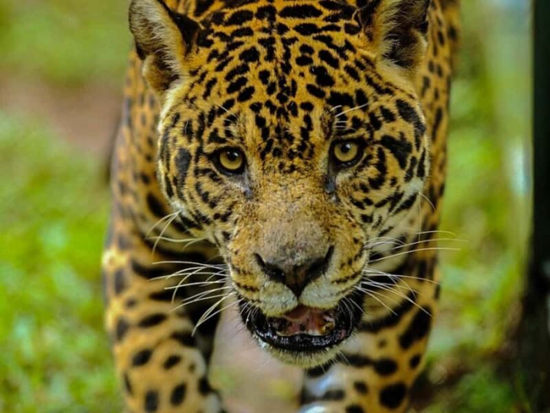 From Iquitos: Amazonas 4 Days 3 Nights - Exploring the Amazon: A Practical and Detailed Review