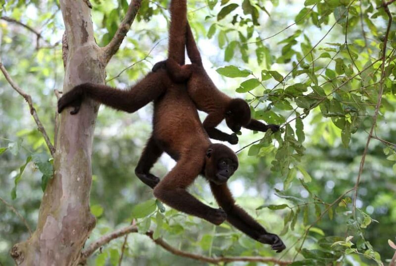 From Iquitos: Excursion to the Monkey Island |Full Day| - Why This Tour Stands Out