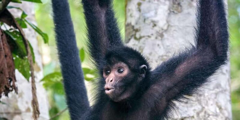 From Iquitos || Excursion to the Monkey Island Full Day || - Why This Tour Offers Great Value