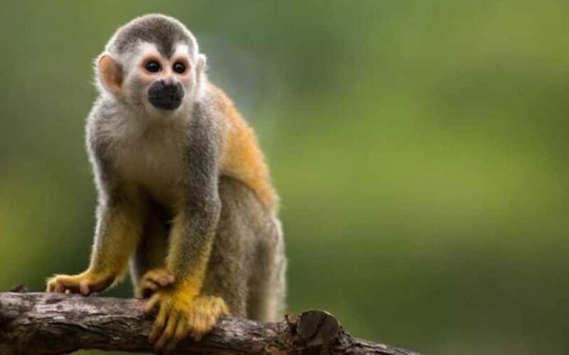 From Iquitos | Jungle Adventure | 3D/2N - A Closer Look at the Amazon Jungle Tour from Iquitos