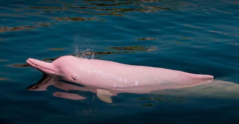 From Iquitos: Pacaya Samiria - 3 Day Amazon Jungle Tour - From Iquitos: Pacaya Samiria - 3 Day Amazon Jungle Tour