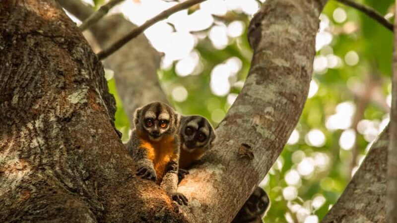 From Iquitos: Pacaya Samiria National Reserve Day Trip - From Iquitos: Pacaya Samiria National Reserve Day Trip — A Deep Dive into Amazon Wilderness