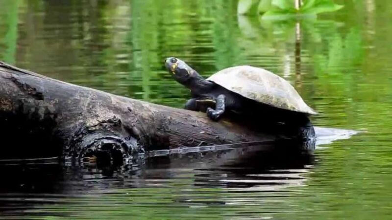 From Iquitos: Pacaya Samiria National Reserve Day Trip - Key Points