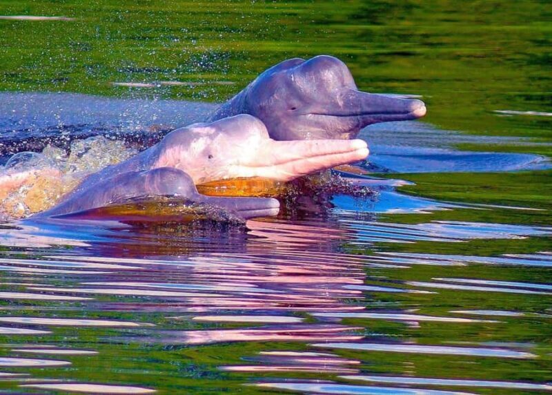 From Iquitos: Pacaya Samiria National Reserve Day Trip - Practical Details: What You Need to Know