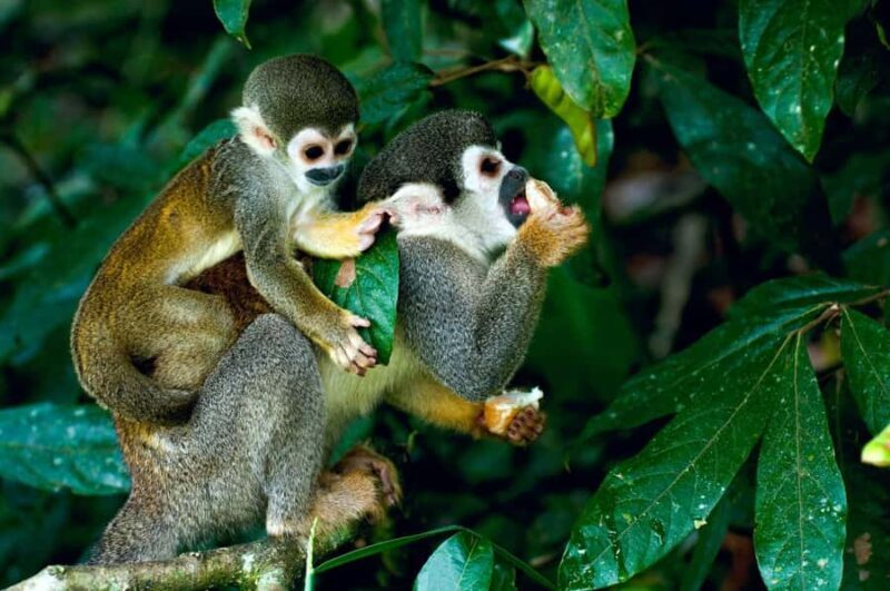 From Iquitos: Pacaya Samiria National Reserve Day Trip - Who Will Love This Tour?