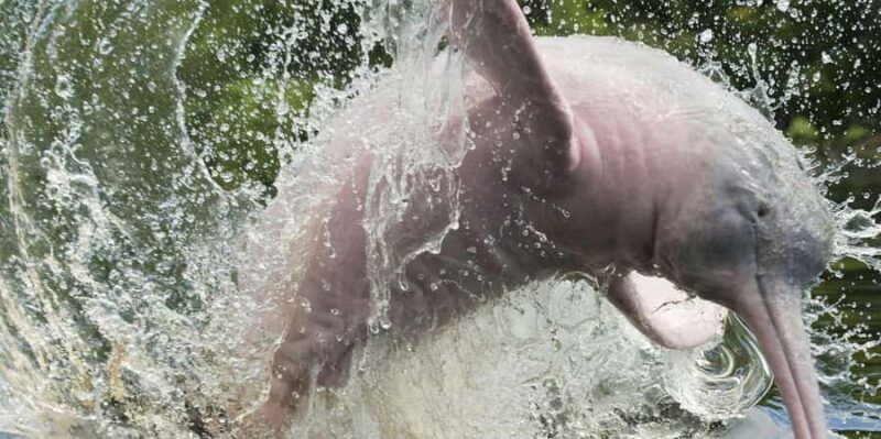 From Iquitos - Pacaya Samiria Reserve Excursion - Key Points