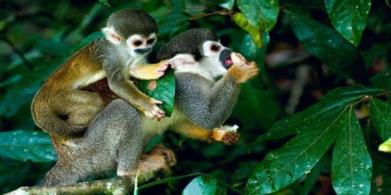 From Iquitos - Pacaya Samiria Reserve Excursion - The Practical Side: Transportation, Group Size, and Cost