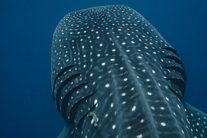 From Isla Mujeres/Riviera Maya: Swim with whale sharks!! - Key Points