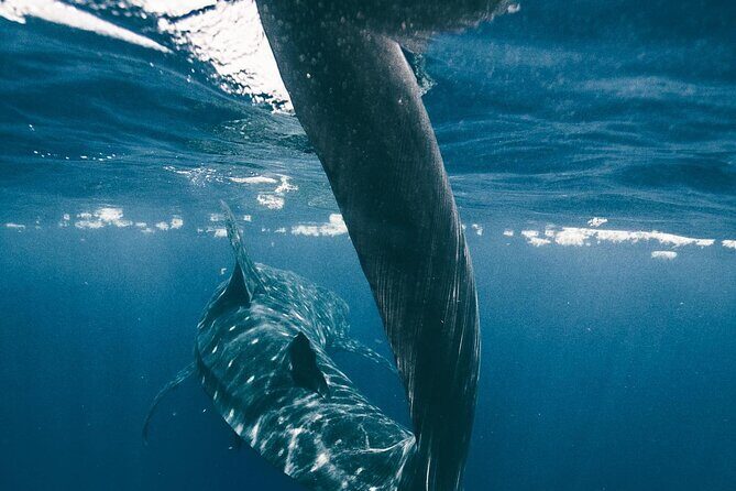 From Isla Mujeres/Riviera Maya: Swim with whale sharks!! - FAQ