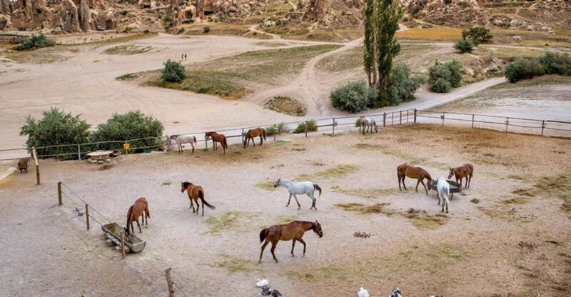 From Istanbul: Cappadocia, Ephesus, & Pamukkale Private Tour - The Practicalities and Value