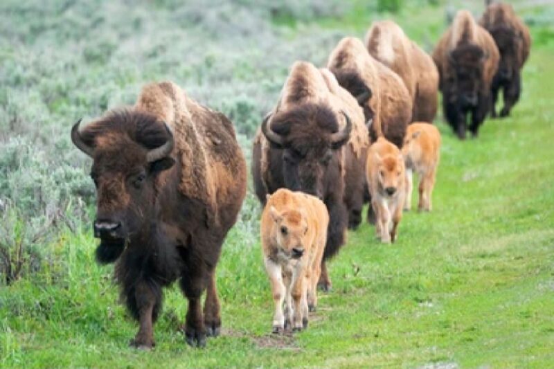 From Jackson: 2-Day Grand Teton and Yellowstone Tour - Exploring Wyoming’s Iconic Parks in Just Two Days