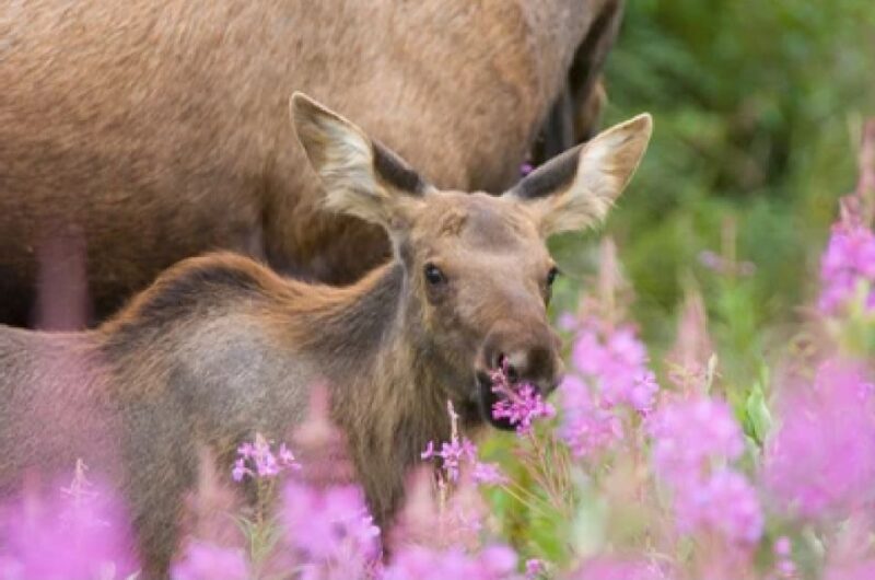 From Jackson: 2-Day Grand Teton and Yellowstone Tour - The Sum Up