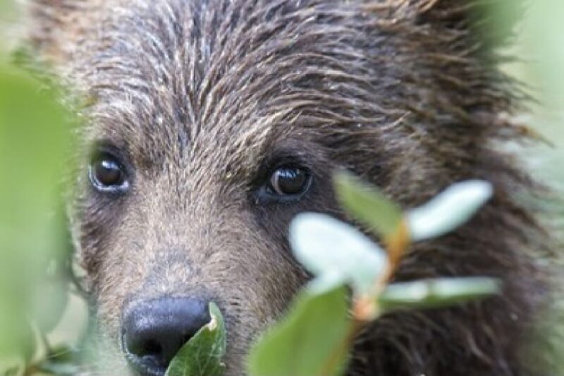 From Jackson: 2-Day Grand Teton and Yellowstone Tour - FAQ