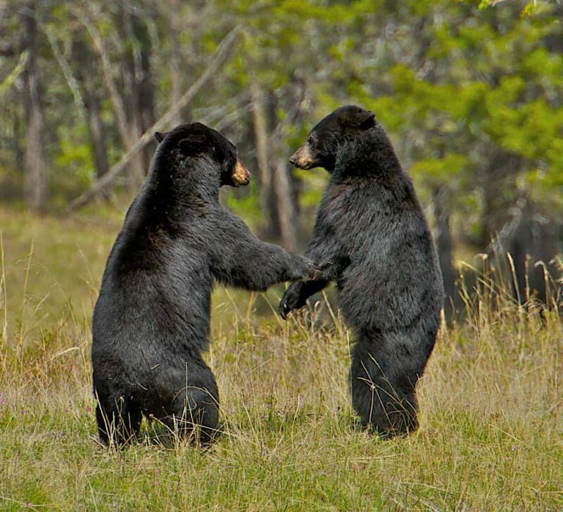 From Jackson: 4-Hour Eco Safari in Grand Teton National Park - FAQ
