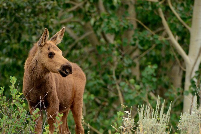 From Jackson: Full-day Grand Teton Wildlife and Scenery Tour with Lunch - Final Thoughts