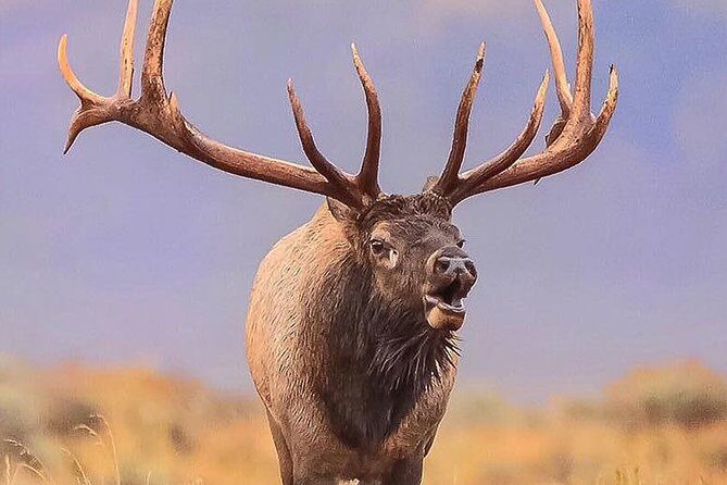 From Jackson: Full-day Grand Teton Wildlife and Scenery Tour with Lunch - FAQ