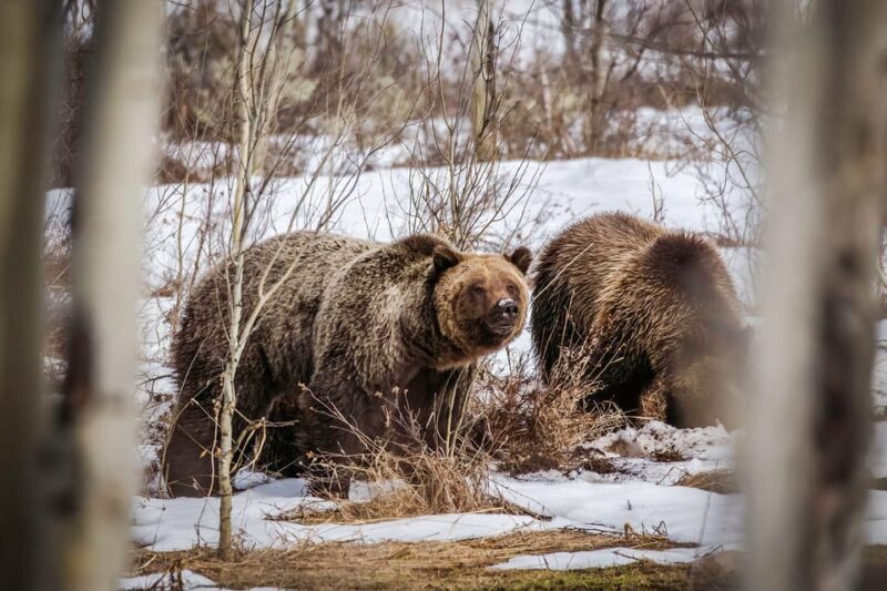 From Jackson: Grand Teton Sunset and Sightseeing Tour - FAQs