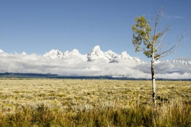 From Jackson: Grand Teton Wildlife & Scenery Tour with Lunch - From Jackson: Grand Teton Wildlife & Scenery Tour with Lunch — A Complete Guide