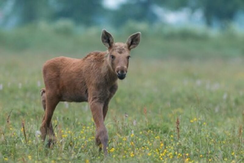 From Jackson: Grand Teton Wildlife & Scenery Tour with Lunch - Who Would Enjoy This Tour?
