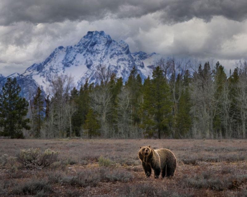 From Jackson: Grand Teton Wildlife & Scenery Tour with Lunch - Final Thoughts